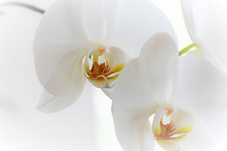 Orchid, blomma, Blossom, Bloom, Anläggningen, naturen, vit