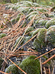 Rock, Lichen, Moss, pinnace