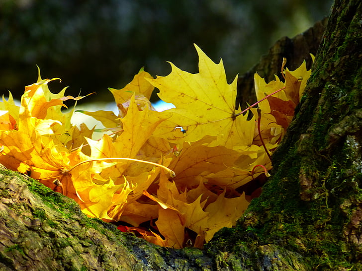 leaves, colorful, yellow, autumn, tree