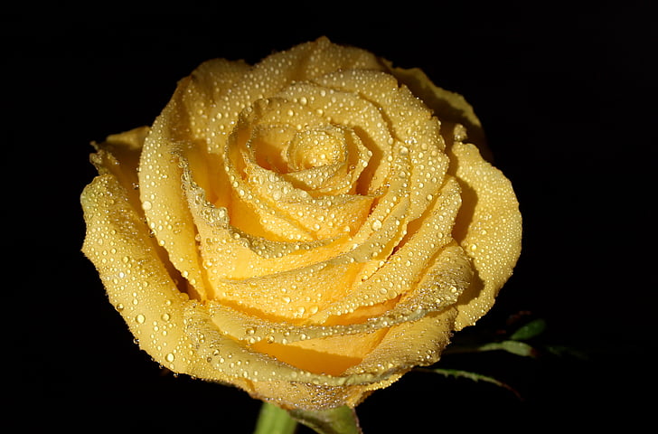 rose, yellow, dew, drops, flower, petals, black background