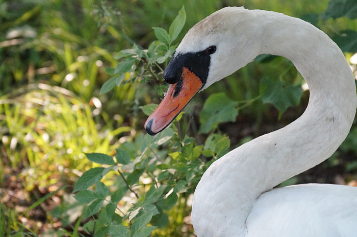 swan, nature, bird, swan-neck