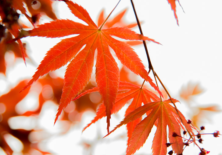 folha, folhas vermelhas, Maple