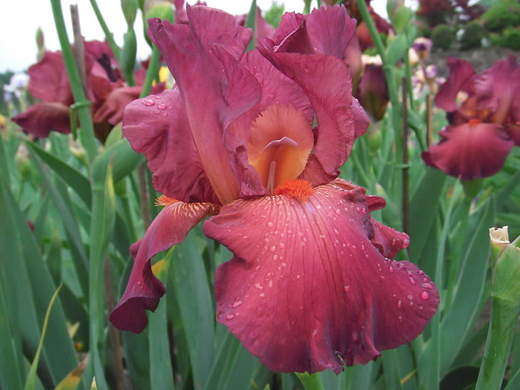 blomster, Iris, tyske iris
