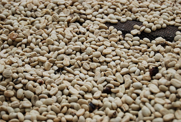 coffee grains, roasted coffee, coffee