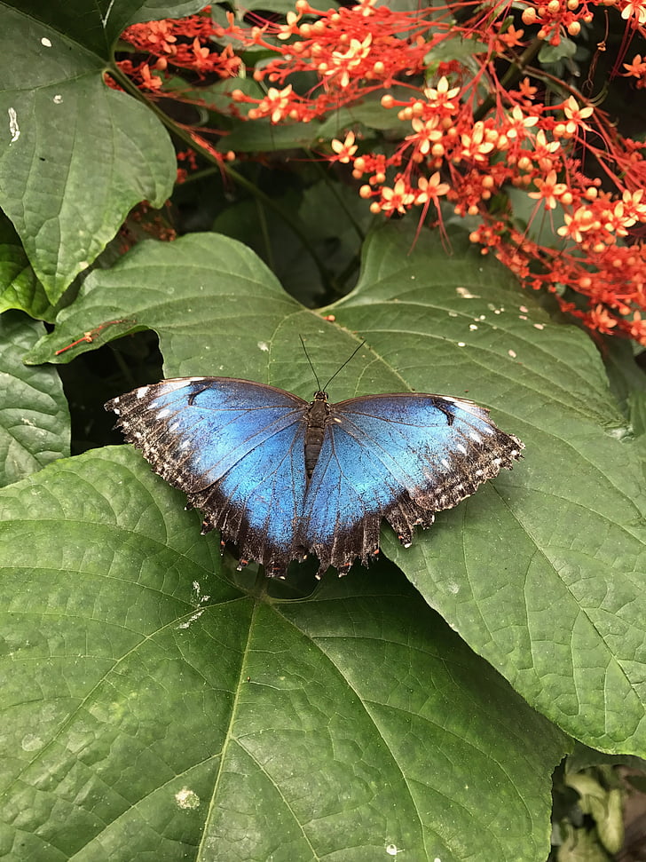 Метелик, синій, Природа, Комаха, макрос, колір