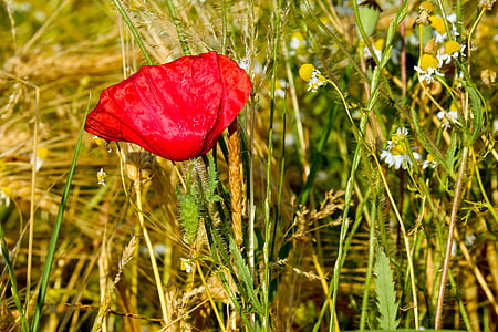Klatschmohn, flor de amapola, amapola, flor, floración, rojo, Amapola Roja