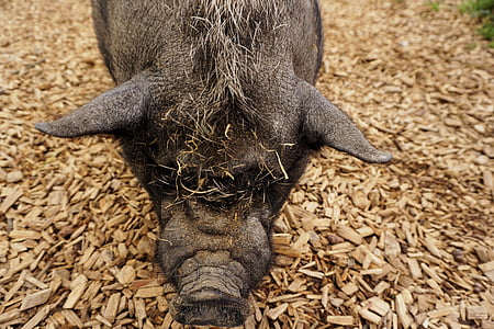 pig, pot bellied pig, sow, farm, animal, mammal, thick