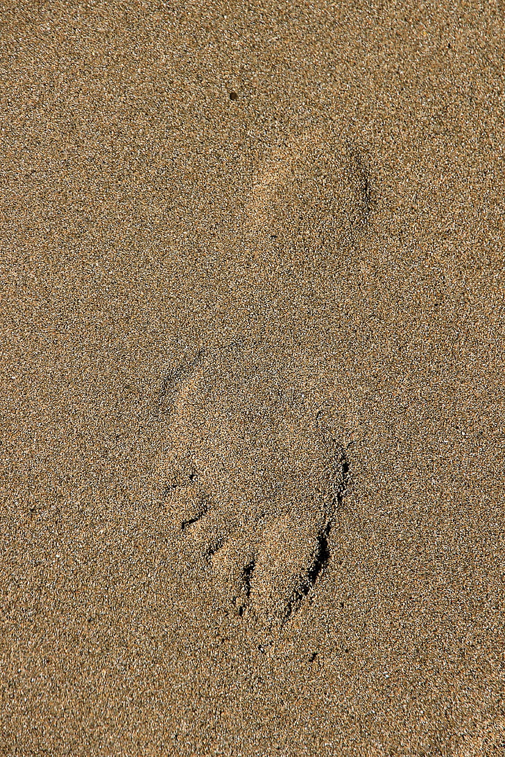footprint, track in the sand, sand, ten, heel, foot, run