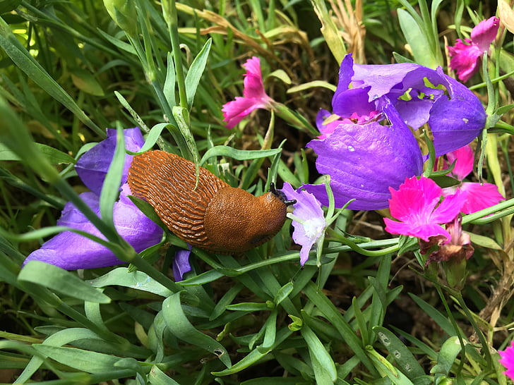animal, garden, nature, snail, slug, plant, flowers