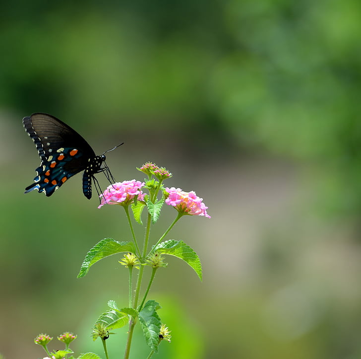 svart swallowtail butterfly, insekt, fjäril, Papilio, vingar, sommar, nektar