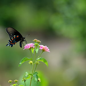 black swallowtail butterfly, insect, butterfly, papilio, wings, summer, nectar