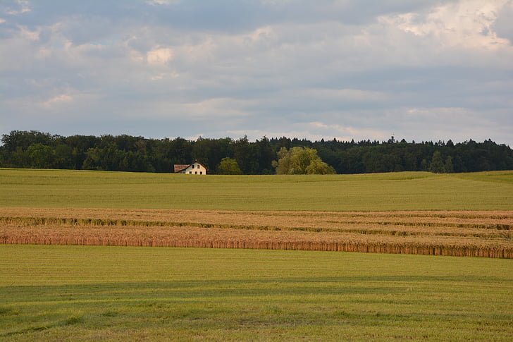 stromy, pole, Příroda, strom, krajina, kmen, slunce
