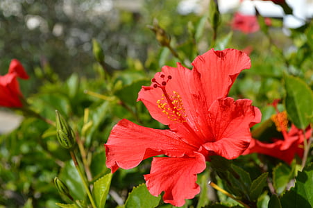 Rosa de sharon, hibisc, flor, vermell, flor jardí, natura, jardí