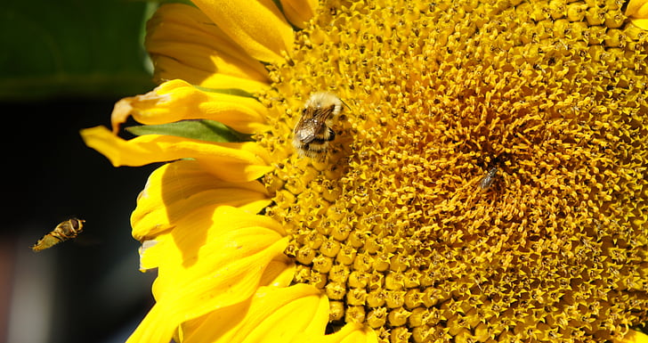 sunflower, bees, insects, summer, seeds, blooming, sunlight