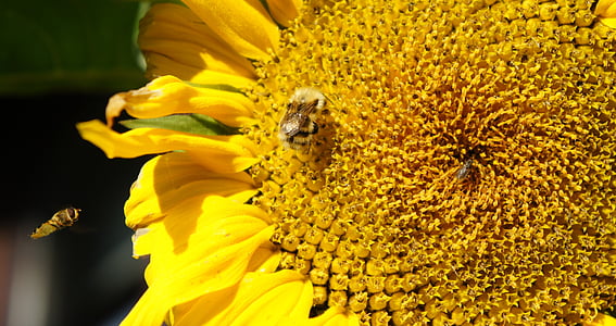 solsikke, bier, insekter, sommer, frø, blomstrende, sollys