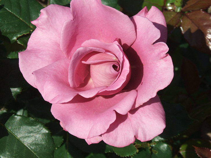 růže, Příroda, Flora, okvětní lístek, závod, Romantický, Bloom