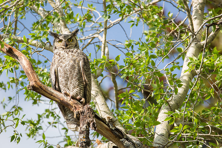 Great coarne owl, copac, prădător, faunei sălbatice, cocoţat, păsări răpitoare, nocturne
