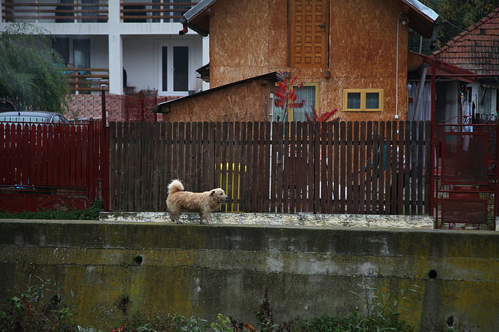 hund, land, landsbygdens, Rumänien, Utomhus, hösten
