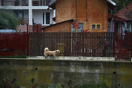 cão, país, rural, Romênia, ao ar livre, Outono
