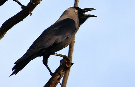 fågel, indiska house crow, Corvus splendens, indiska greynecked kråka, Indien, fluga, vingar