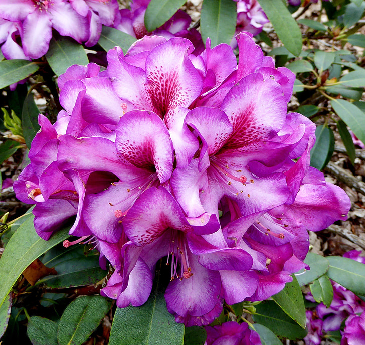 jar, Rhododendron, kvet, kvet, Zavrieť, fialová, biela