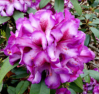 lente, Rhododendron, Blossom, Bloom, sluiten, paars, wit
