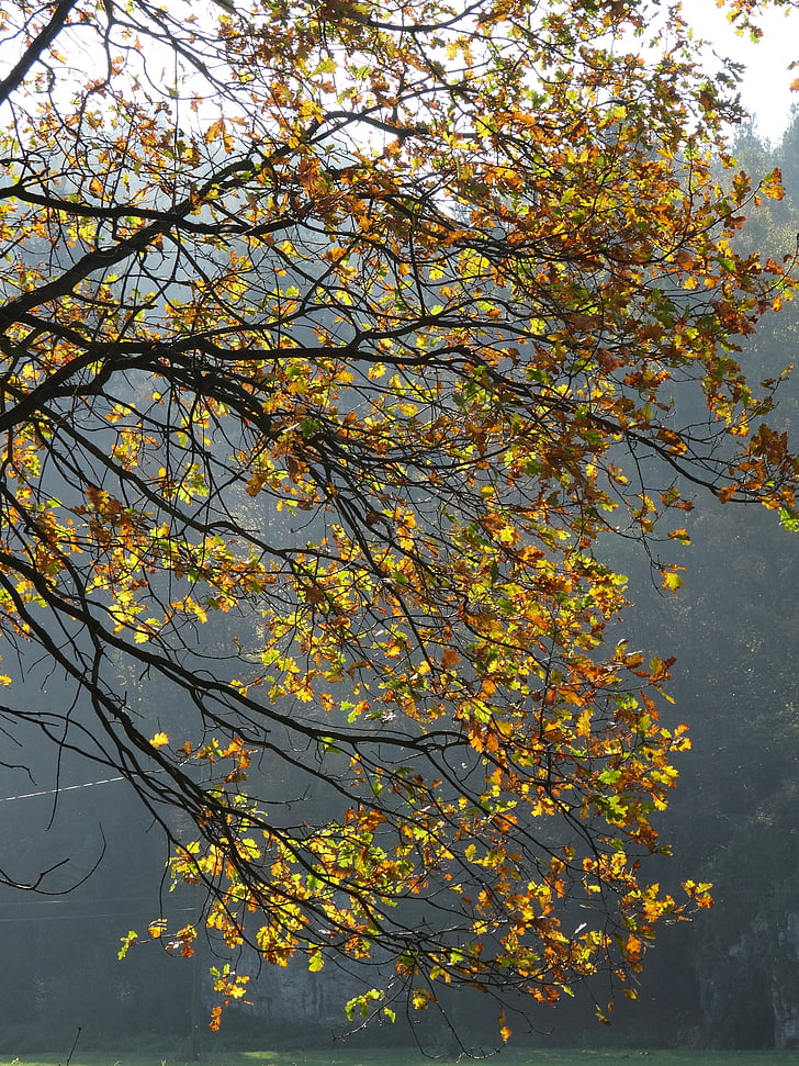 tree, konary, nature, foliage, autumn, collapse