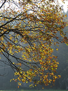 árbol, Konaré, naturaleza, follaje, otoño, colapso