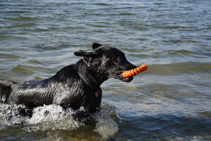 dog, retriever, flat, water, fun, play, pets