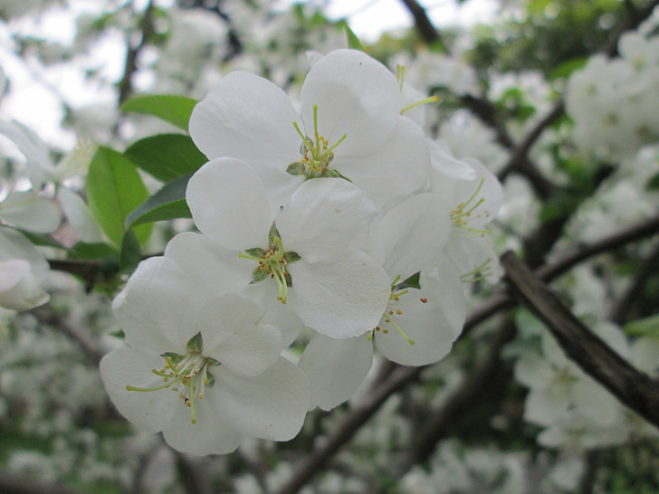 Parc, flor del cirerer, blanc, jardí, planta