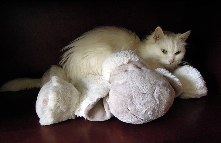 balta katė, katė, Minkštasis žaislas, avių, naminių gyvūnėlių, gyvūnai, katės