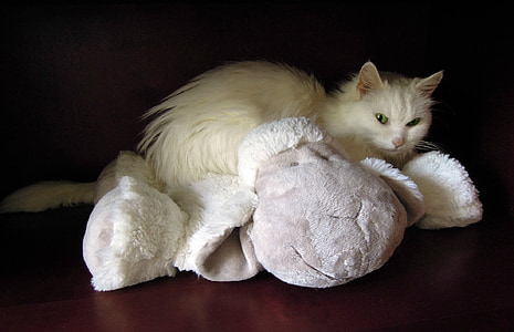 white cat, cat, soft toy, sheep, pet, animals, cats