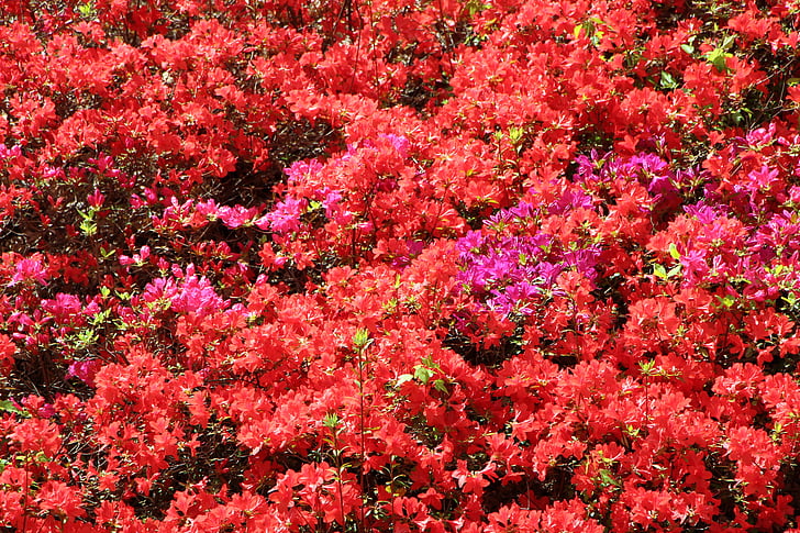 Azalea, lente, Azalea bloemen, planten, april, bloemen, Lentebloemen