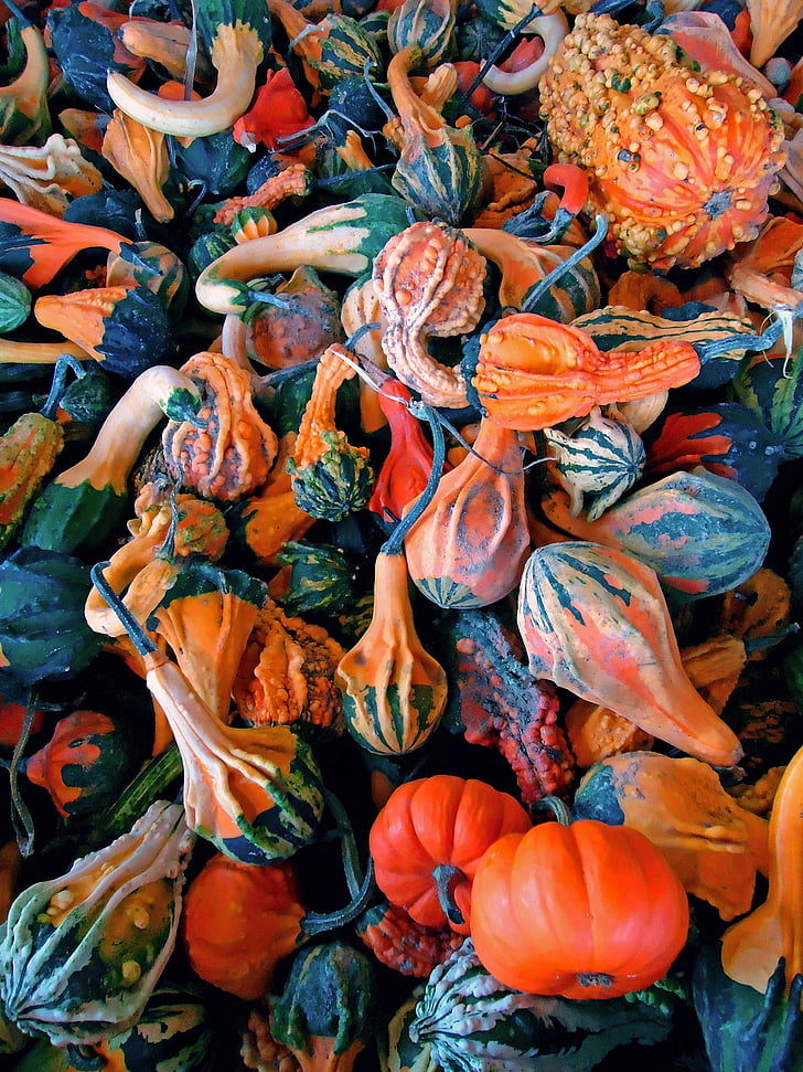 pumpkins, gourds, fresh, orange, white, green, colorful