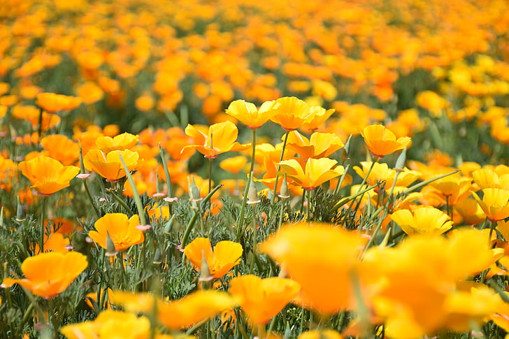 Rod mákovité máku, vlčí mák, Corn poppy, kvetoucí, Květinová zahrada, žluté květy, v plném květu