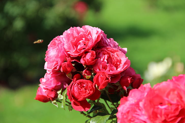 Irina, Rose, giardino di Rose, estate, fiori, fiori di estate, natura