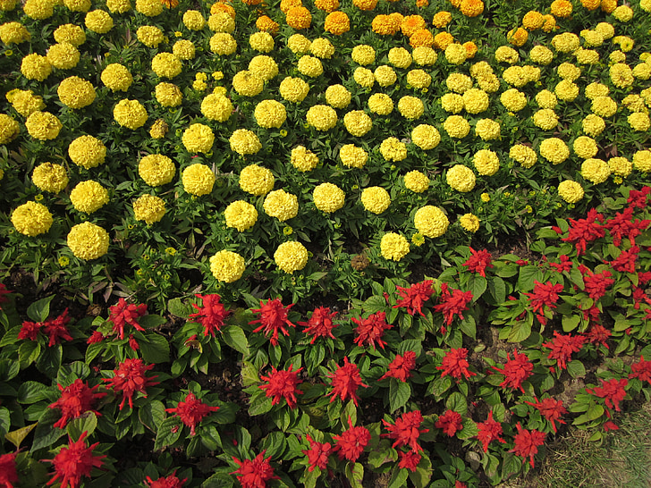 Blumen, Pflanzen, Natur