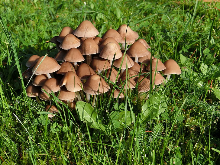 mushrooms, grass, green, in the grass, meadow, nature