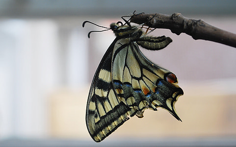 farfalla di Swallowtail, grande, colorato, legno, bastone, blu, giallo