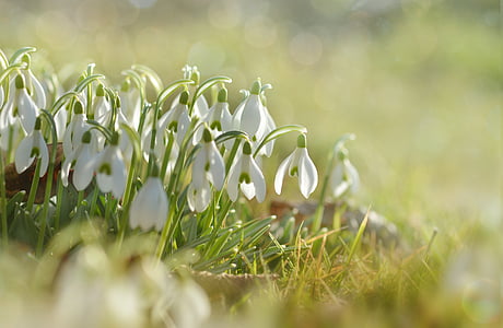 schneegloegglein, Snowdrop, planta, primer bloomer, primavera, tancar, natura