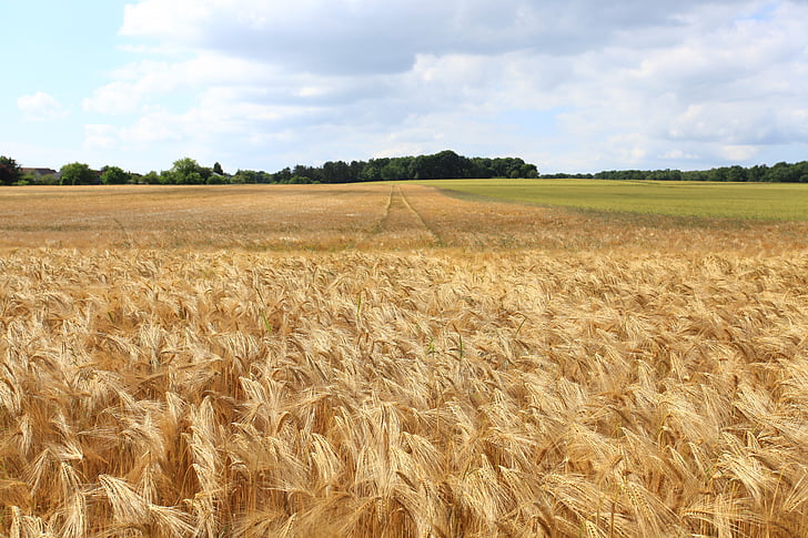 mezőgazdaság, árpa, kenyér, gabona, kukorica, vidéken, termés