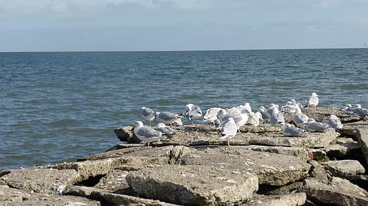 north sea, gulls, birds, water, rocky pier, seagulls, sea