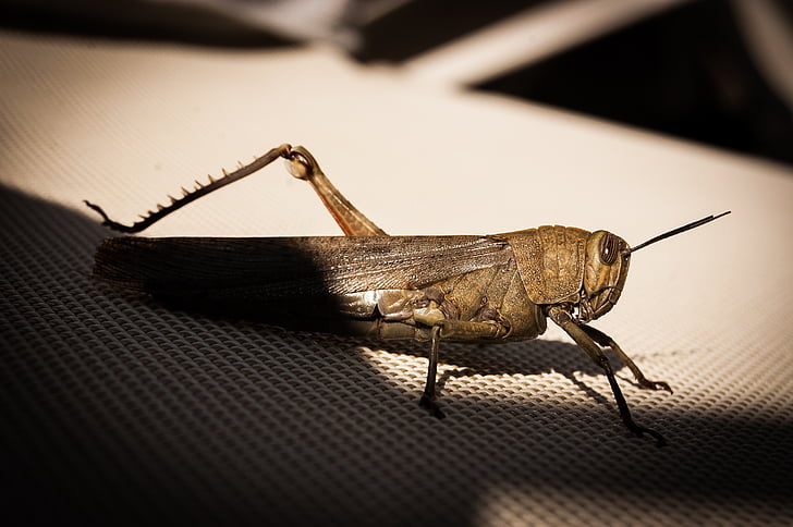 grasshopper, cricket, insect, animal, nature, wildlife, close-up
