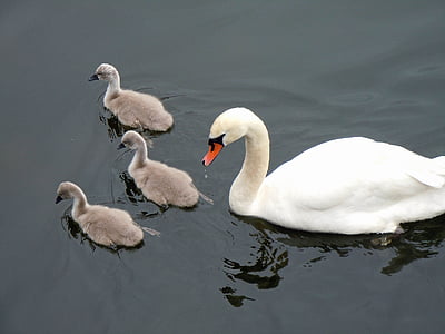 schwaenenfamilie, cisnes, bebês de cisne