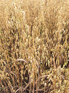Треви, зърна, поле, Селско стопанство, пшеница, фуражопроизводство, слама