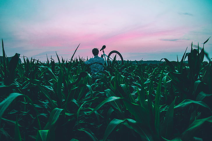 bicikala, bicikl, farmu, polje, trava, krajolik, priroda