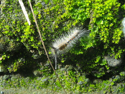 caterpillar, feather, hump, stone, moss, nature, close-up