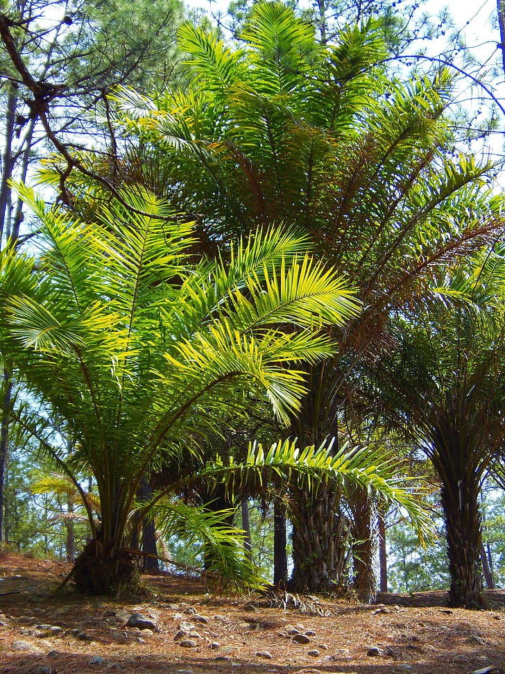 palmer, skov, Honduras, Valley deangeles