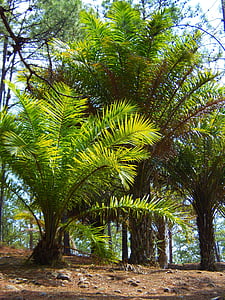 палмови дървета, гора, Хондурас, долината deangeles