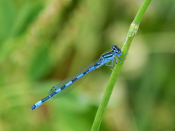Dragonfly, modrá vážka, létající hmyz, Krása